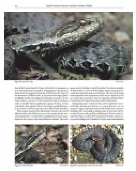 Preview: The Amphibians and Reptiles of Russia
